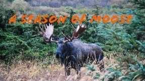 A Season of Moose