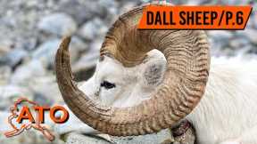 DALL SHEEP RAM DOWN! | GEAR TIPS | DALL SHEEP HUNTING ALASKA | BACKCOUNTRY HUNTING ALASKA | PT. 6