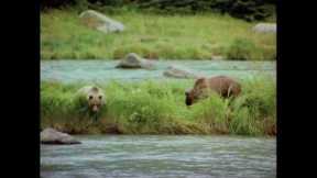 Alaska Nature Tours