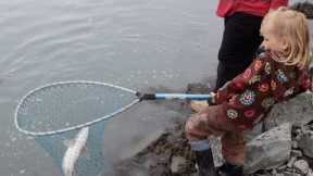 Fishing for Beginners, Pink Salmon in Valdez, Alaska