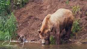 Not So Wild Alaska Day 3 | Bears, Salmon in the Kenai River System