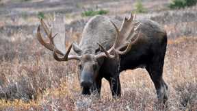 Calling Moose: A Moose's Perspective
