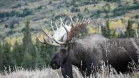 A Big Bull Moose Makes a Rut Pit