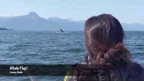 Whale Flap!  Alaskan Wildlife - Juneau, Alaska