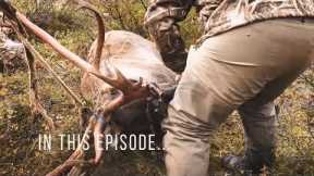 Packing Out TWO Giant Caribou Bull