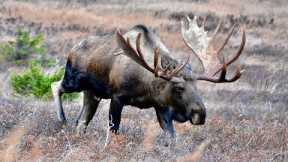A Day with a Couple Trophy Bull Moose