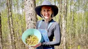 Foraging and Preparing Fiddlehead Ferns | Subsistence Lifestyle Alaska