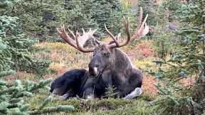 Moose Rut: Grunts and Big Antlers