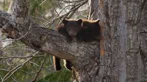 Black Bear Cubs Climbing Down Tree | Wild Alaska | BBC Earth