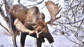 Alaska Moose: Post Rut Sparring Clip