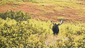 Giant Alaskan Bull Moose Awesome Hunt