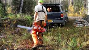 Clearing a Driveway on Raw Land | Felling trees with a Chainsaw