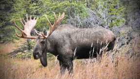 Tribute to a Large Bull Moose who was Killed in a Fight with another Bull Moose