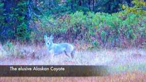 Alaskan Coyote