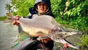 Pink Salmon on Fly Rods