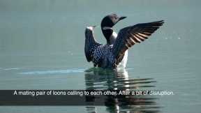 A mating pair of loons calling to regroup after a bit of disruption. Alaska