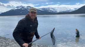 Catching Hooligan with a Dip Net | Fishing Alaska's Strange Little Smelt Like Fish