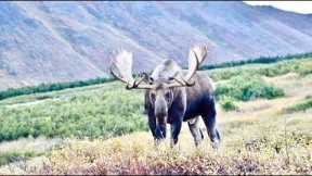 A Chance Encounter with a Big Bull Moose