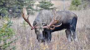 An Awesome Nontypical Bull Moose
