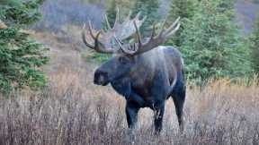 Cow Moose in Heat Drives the Bulls Crazy