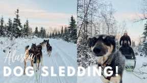 Dog Sledding in Alaska!| Iditarod Race Dogs