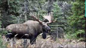 Big Bull Moose Steals Cows from a Smaller Bull