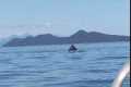Awesome Humpback Fluke! Alaska