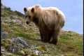 Wild Alaska | Wildlife Refuge |