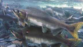 Fishing in Alaska: Part 2  - Ship Creek, Fly Fishing for Char, Pink Salmon in Whittier