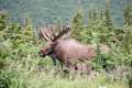 First Bull Moose of the Season!