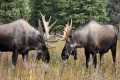 Moose Rut: Grunts, Cow Calls and Head 