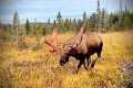 Charged by a Huge Bull Moose