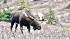 The Rut is Hard on Bull Moose