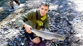 Russian River Sockeye Salmon