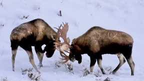 Alaska Moose: Post Rut Sparring