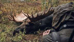 Alaska Hawke Hunt - Giant Alaskan Bull Moose