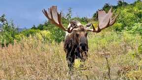 HUGE Bull Moose and another Phone Video