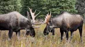 Moose Rut: Grunts, Cow Calls and Head Wagging