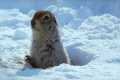 How an Arctic Squirrel Survives