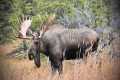 Tribute to a Large Bull Moose who was 