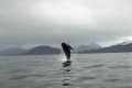 Humpback Breaching Spree! Alaskan