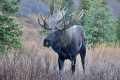 Cow Moose in Heat Drives the Bulls