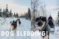 Dog Sledding in Alaska!| Iditarod