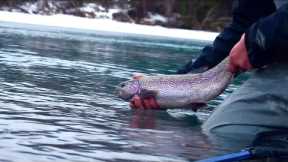 Kenai River Rainbow Trout | StevensWild Ep 1