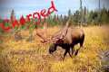 Charged by a Huge Bull Moose