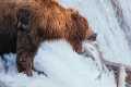 Brown Bears of Katmai | Alaska Day 8