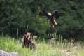 Brown Bear vs. Bald Eagle! Alaskan