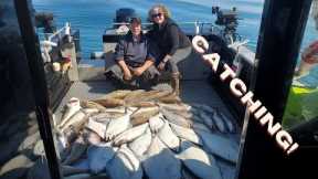 Catching Halibut in Homer Alaska