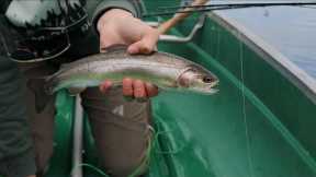 Dry Fly Rainbow Trout Alaska