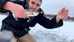 Arctic Char Caught on a Penny